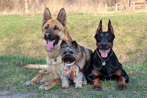 Doberman Vs German Shepherd Which Is Right For You