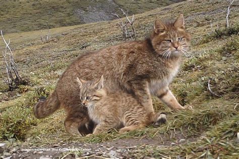 Chinese Mountain Cat International Society For Endangered Cats Isec