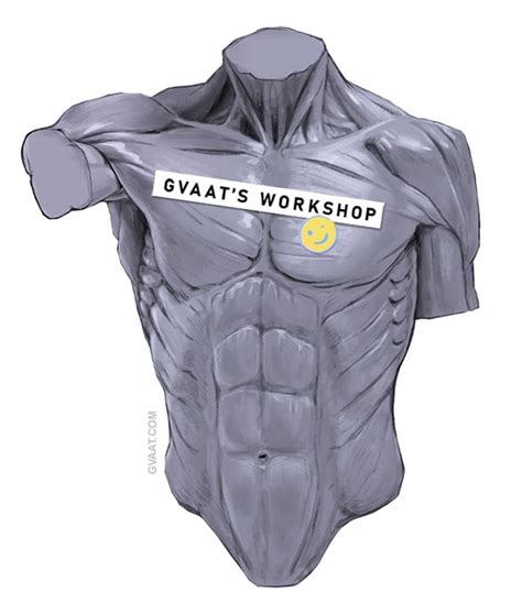 How To Draw The Torso Easier An Illustrated Guide Gvaats Workshop