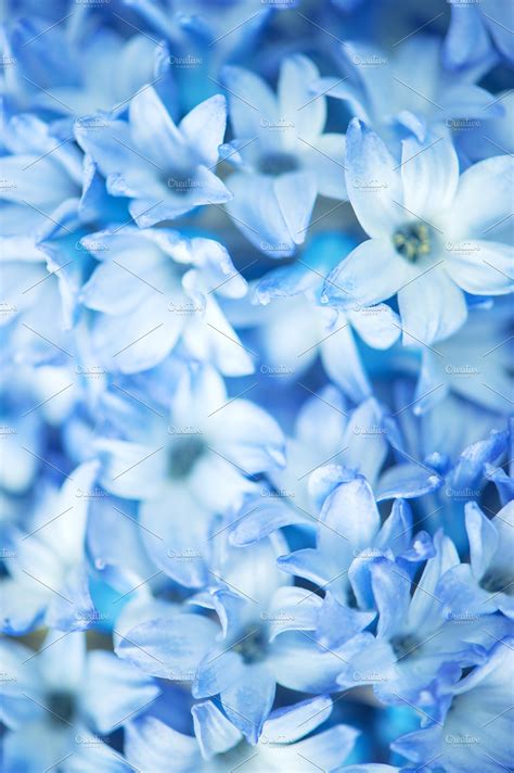 Blue Spring Flowers Macro Vertical High Quality Nature