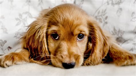 Dogs Evolved The Muscle That Makes Puppy Dog Eyes The