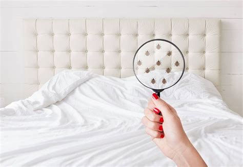 It says they are often in addition to the mattress and headboard, bed bugs can be found behind baseboards. Mattresses for Junior Bed - Treating Bed Bug Bites | Kill ...