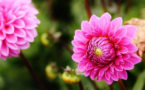 Free Images Blossom Petal Bloom Autumn Botany Pink Flora