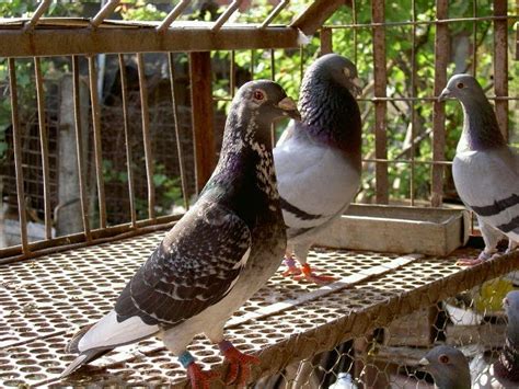 German Beauty Pigeons ~ Racing Pigeons For Sale Homing Pigeons For