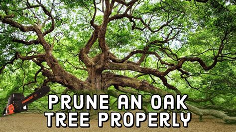 How To Prune An Oak Tree Properly 🌳 Diy Youtube
