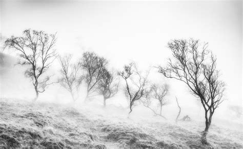 Trees In The Mist John Gravett Flickr