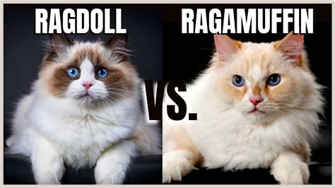 Ragdoll Cat Vs Ragamuffin Cat Youtube