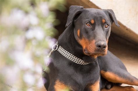 4 Reasons A Doberman Is Licking Or Biting Its Paws