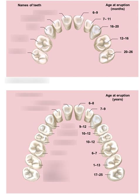 Tooth Diagram 1 Diagram Quizlet