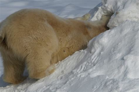 Cochrane Polar Bear Habitat Northeastern Ontario Canada Cochrane