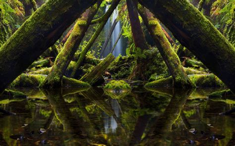 Nature Landscape Forest Moss Waterfall Reflection Trees