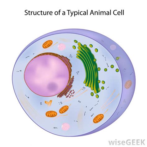 Different kinds of animals have different animal cells contain small structures called organelles, which help carry out the normal operations of a cell. What is Somatic Mutation? (with pictures)