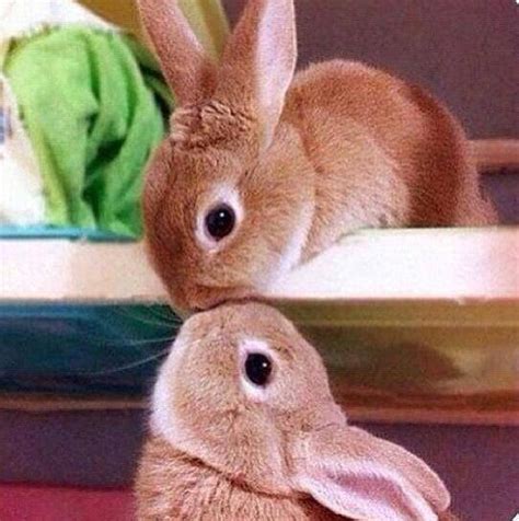 Bunnies Kissing Pictures Photos And Images For Facebook Tumblr