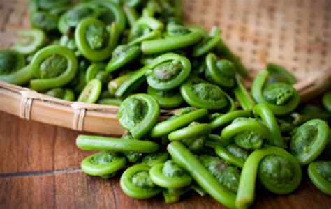 Stalking The Wild Fiddleheads Foraging For Food And Medicine In Fields
