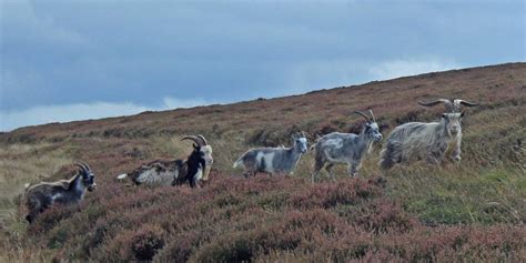 Goats Northumberland National Park