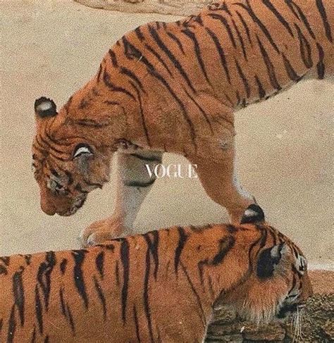 Vogue Tiger Aesthetic Digital Art By Gene Bradford