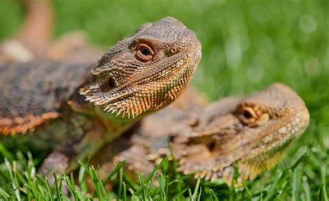 5 Simple Ways To Sex A Bearded Dragon Male Vs Female Differences