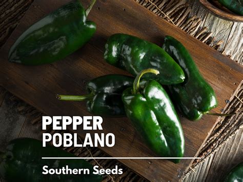 Pepper Poblano Ancho Grande 25 Seeds Heirloom Vegetable Mild To Medium