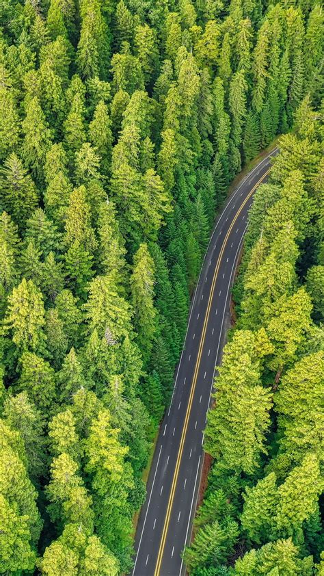 Download Wallpaper 1440x2560 Forest Road Aerial View Trees Pines