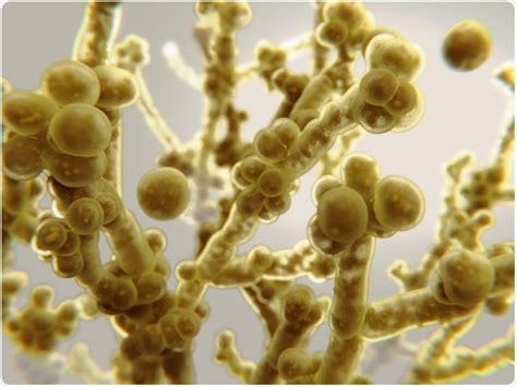 Candida Auris C Auris Everything You Need To Know