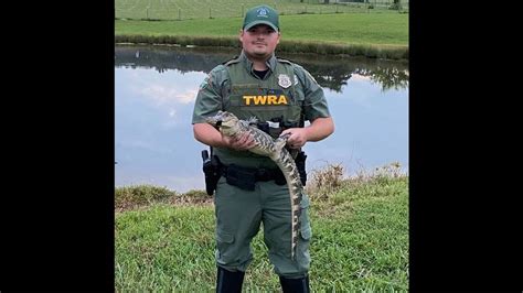 Alligator Caught In Tennessee Mountains In Farm Pond Charlotte Observer
