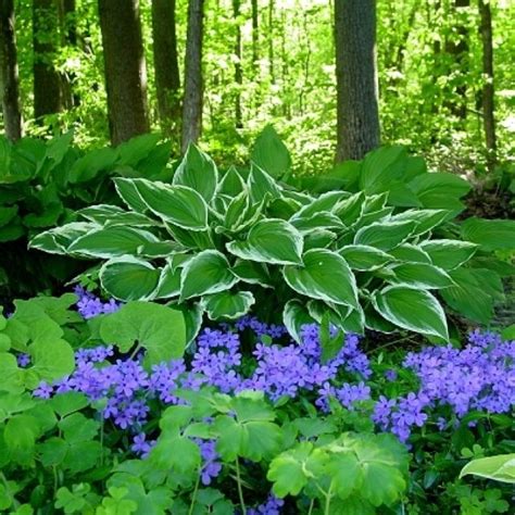 Pin By Louise Paquette On Floral Inspiration Hosta Gardens Shade