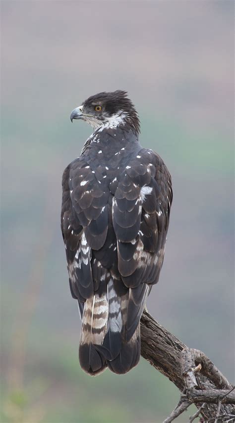 A Bird Sitting On Top Of A Tree Branch