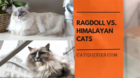 Ragdoll Vs Himalayan Cats Know The Difference Cat Queries