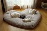 Pictures of Ideas For Cat Beds