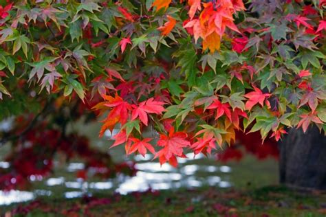 Autumn Colors Free Stock Photo Public Domain Pictures