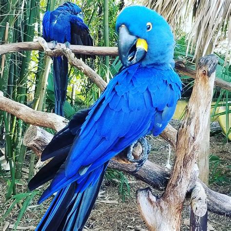 Adorable Hyacinth Macaws For Sale Terrys Parrot Farm
