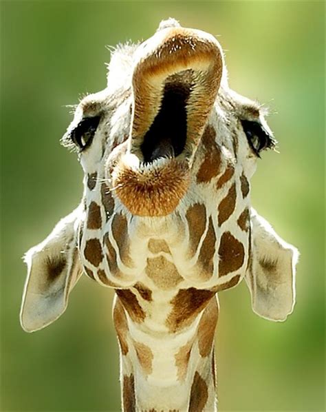 Funny Animal Pictures Giraffe Dump A Day