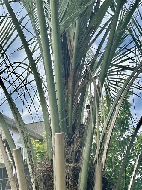 Issue With Pindo Palm Discussing Palm Trees Worldwide Palmtalk