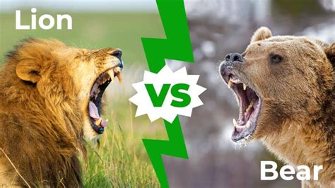 Bear Vs Lion Who Would Win In A Fight A Z Animals