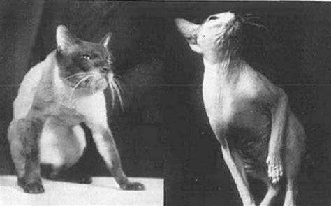 Siamese Sphynx Cat Facts History Characteristics Siamese Of Day