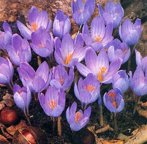 Crocus Speciosus Autumn Flowering Pack Of 10 Crocus Bulbs