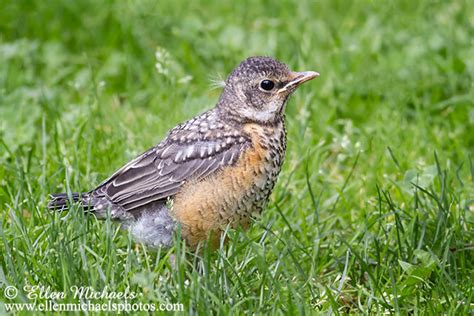 American Robin Fledgling