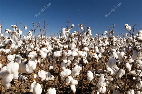 Cotton Fields Stock Photo By ©thpstock 11298377