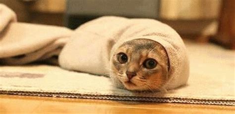 9 Cats Wrapped Like Burritos