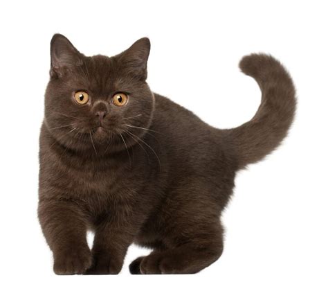 Are British Shorthairs The Bulldogs Of Cats