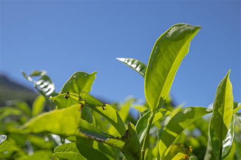 Close Up Photo Of Green Tea Leaf When Spring Season With Cloudy And