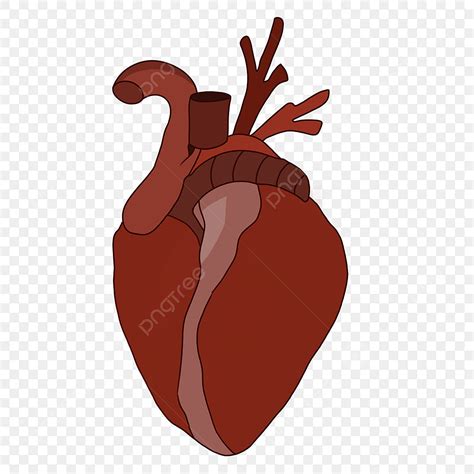 الكرتون الأعضاء البشرية القلب القلب النابض كرتون أعضاء بشرية قلب Png