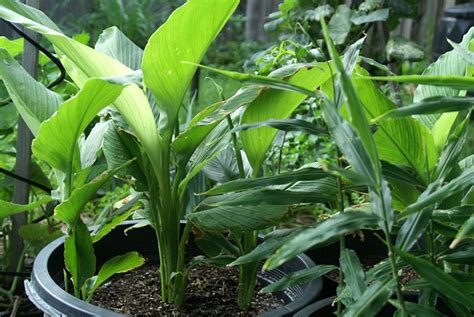 Heres How To Grow Turmeric In Pots Care Uses And