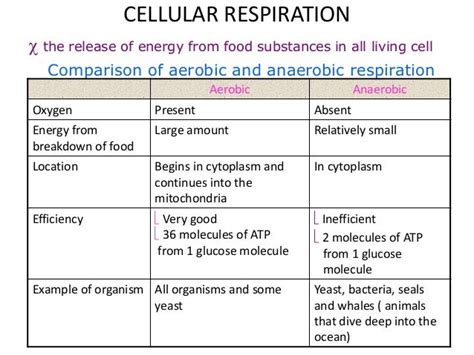 What Is Common Between Aerobic And Anaerobic Respiration