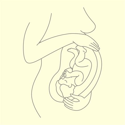 Premium Photo Baby Position In Mother S Belly Linear Illustration Vector