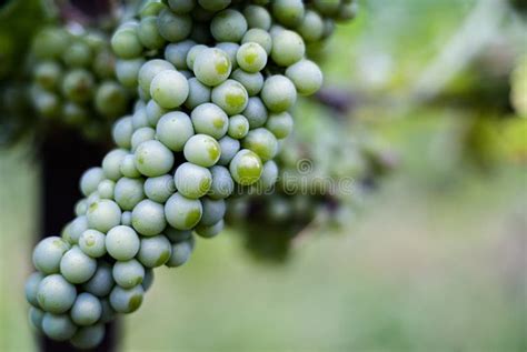 Ripening Green Grapes Stock Image Image Of Grape Rural 155844011