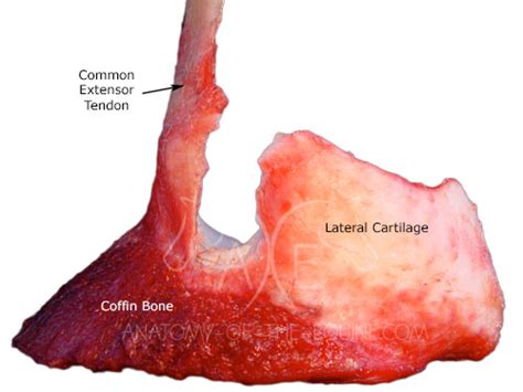 Coffin Bone Horse Anatomy