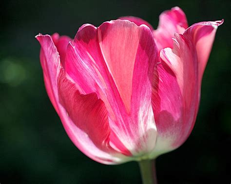 Tulip Painted In Shades Of Pink Photograph By Rona Black Fine Art America