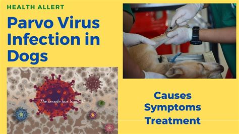 Parvo Virus In Dogs Causes Symptoms Treatment And Prevention Pallabi