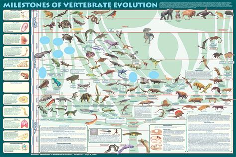 Vertebrate Evolution | Evolution, Evolution science, Mammals